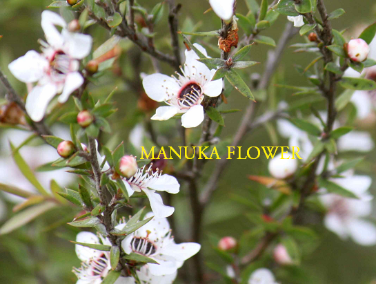 manuka